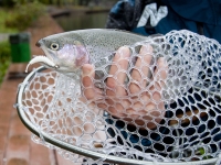 Подсачек разборный LJ Area Trout Game 115х35х45см силиконовый